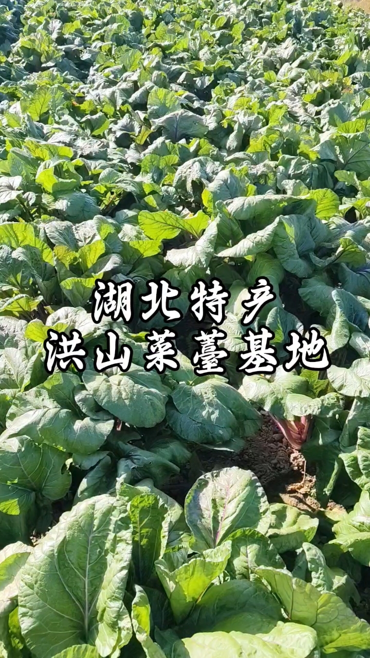 正宗洪山菜薹你吃过吗？