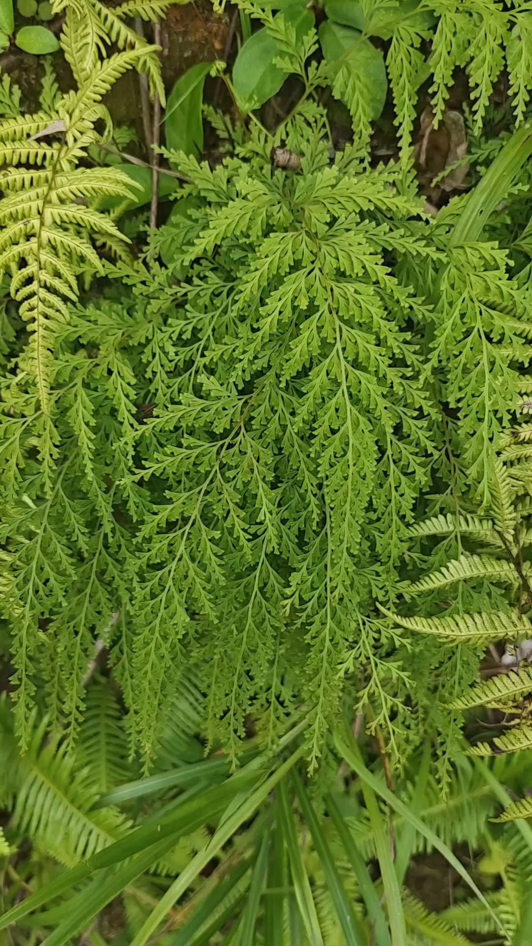 乌蕨其味微苦性寒具有清热利湿、解毒止血的伤口缓解疼痛等功效。