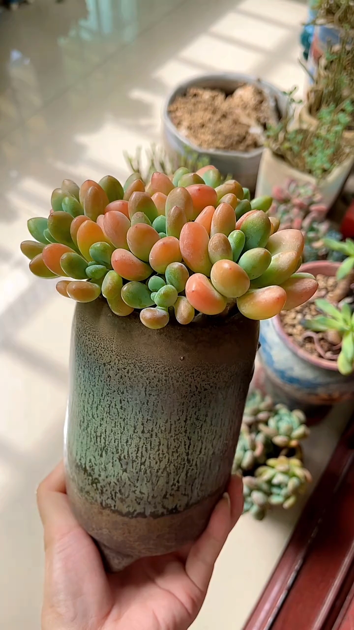多肉植物#洛神#