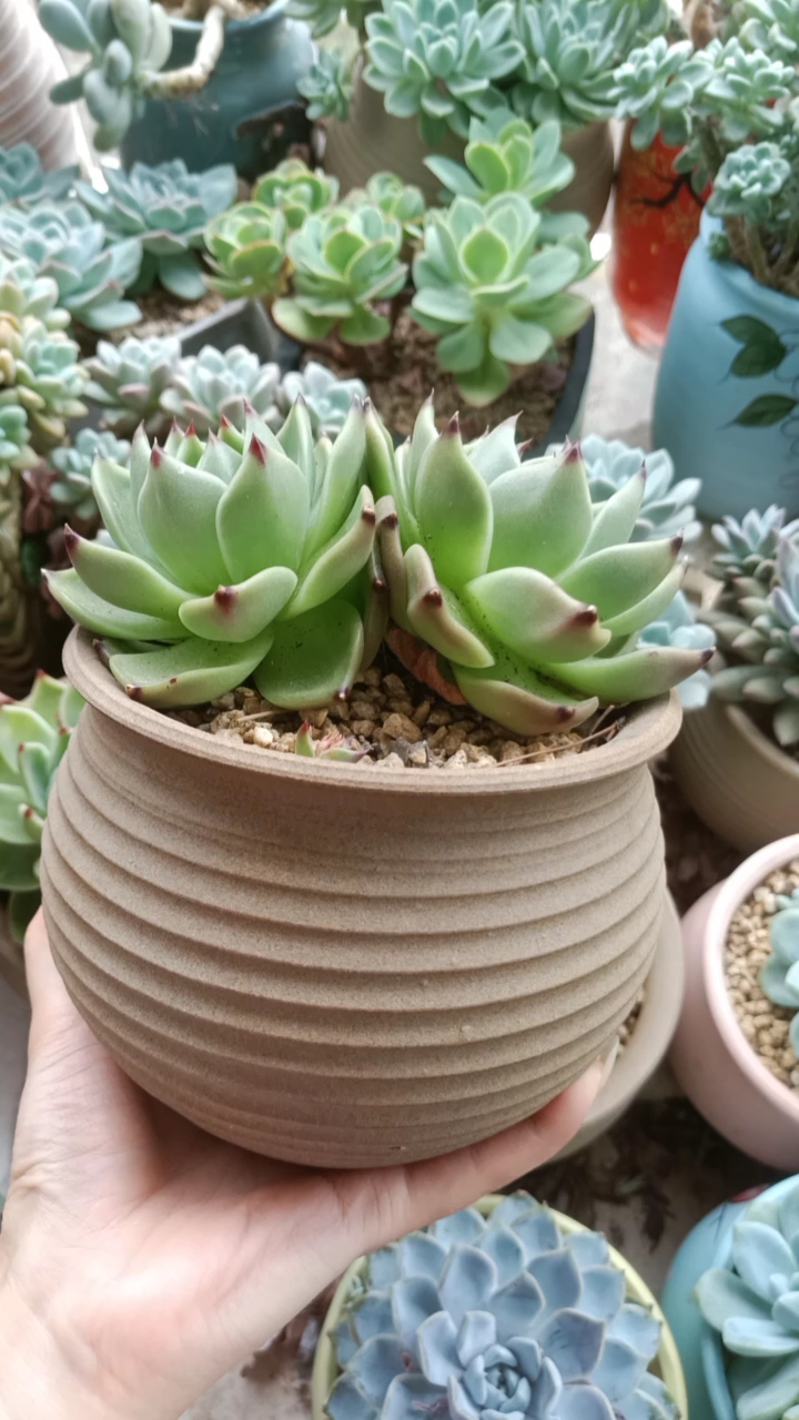 希望秋天的时候它还在#多肉植物##蓝龙#