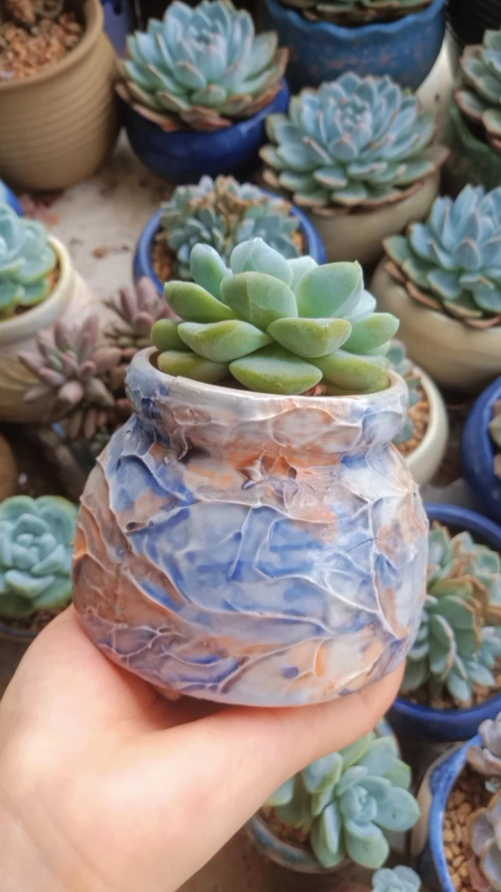 多肉植物#冰淇淋奶罐冰玉#