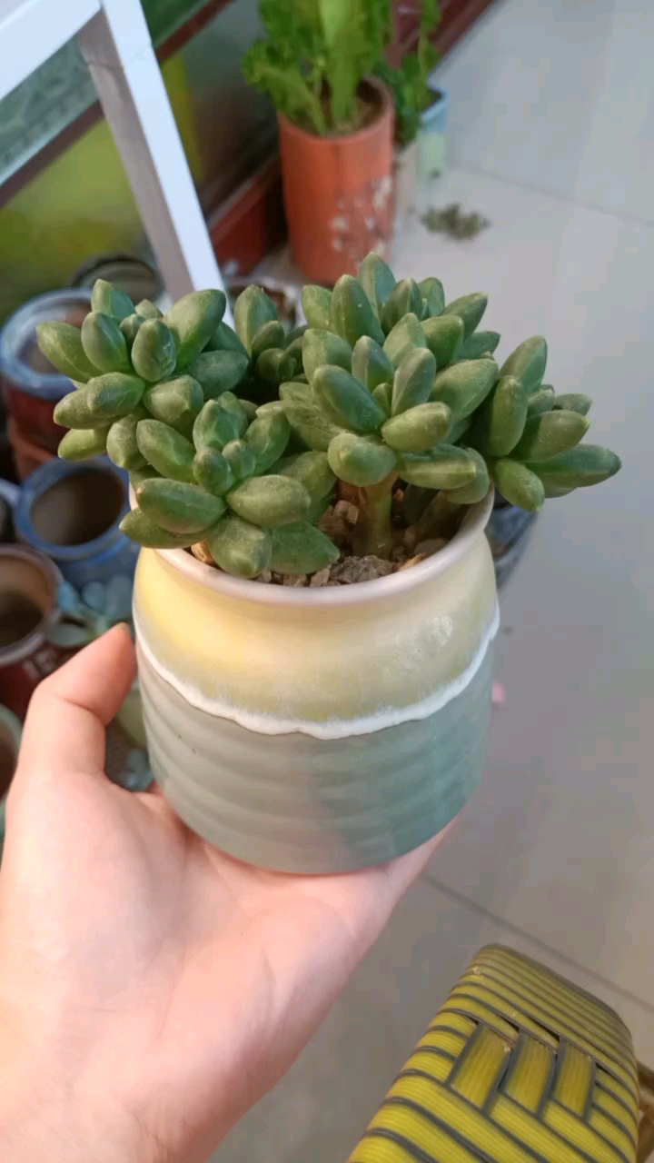 多肉植物#千代田之松#