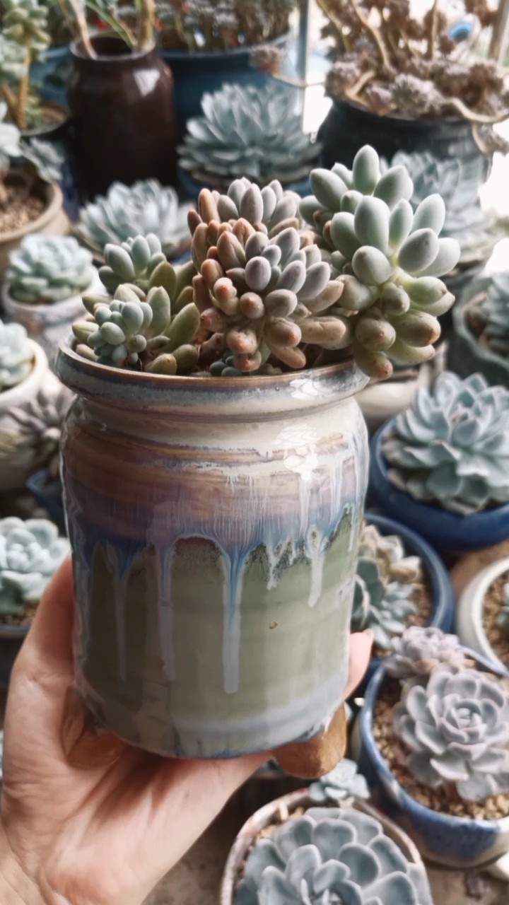 多肉植物#婴儿手指#控水遮阳了