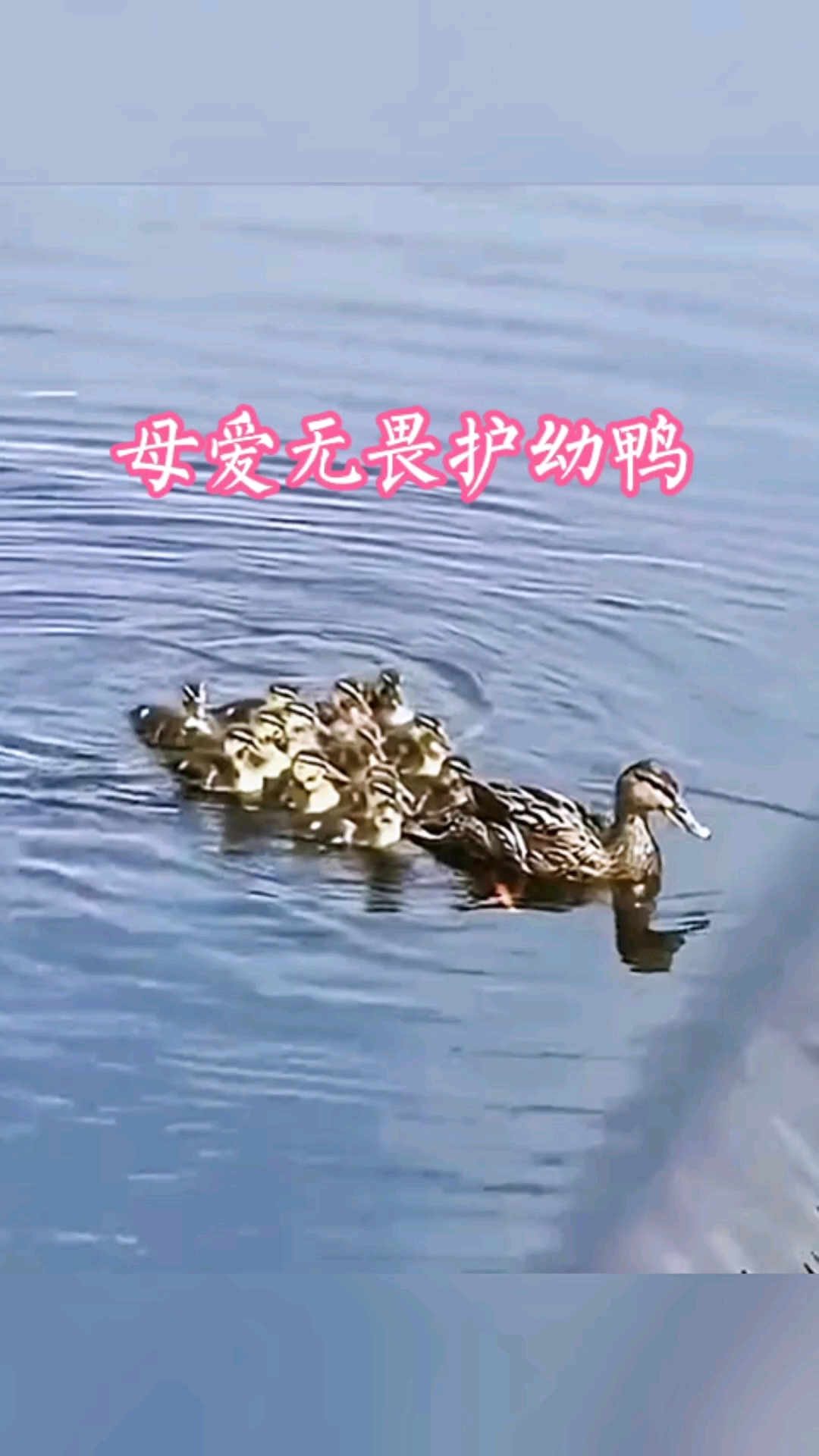 妈妈救小鸭奋不顾身这就是母爱#搞笑视频#搞笑解说#感人瞬间#动物温情#万物皆有灵#治愈系动
