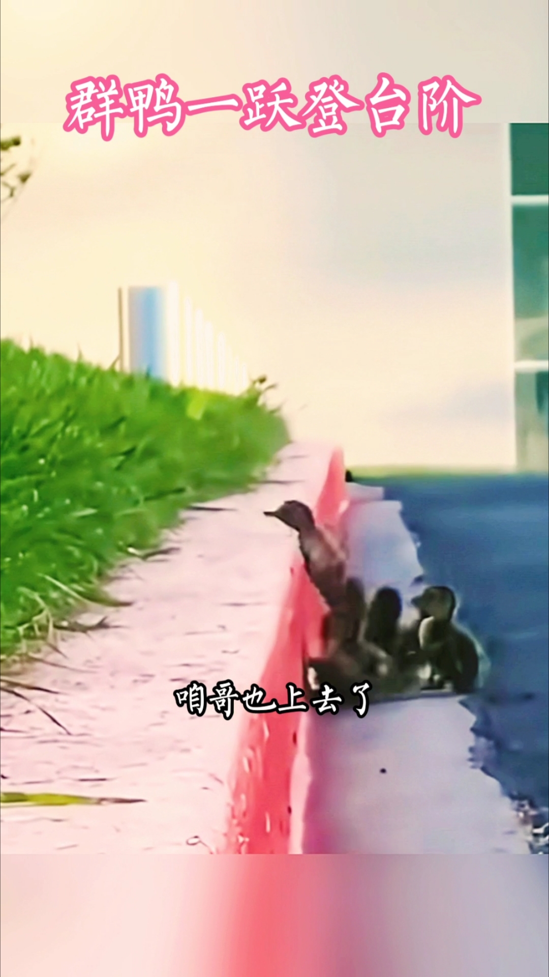 弱小鸭子硬爬自己闯#搞笑视频#搞笑配音#搞笑解说#万物有灵#动物趣事#萌鸭日常#萌鸭趣事