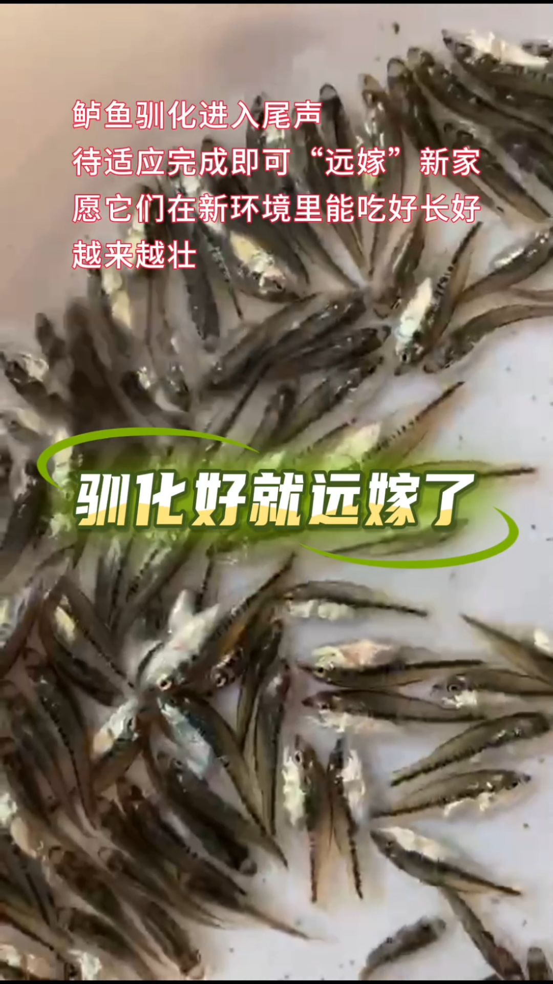 鲈鱼养殖基地 加州鲈鱼苗