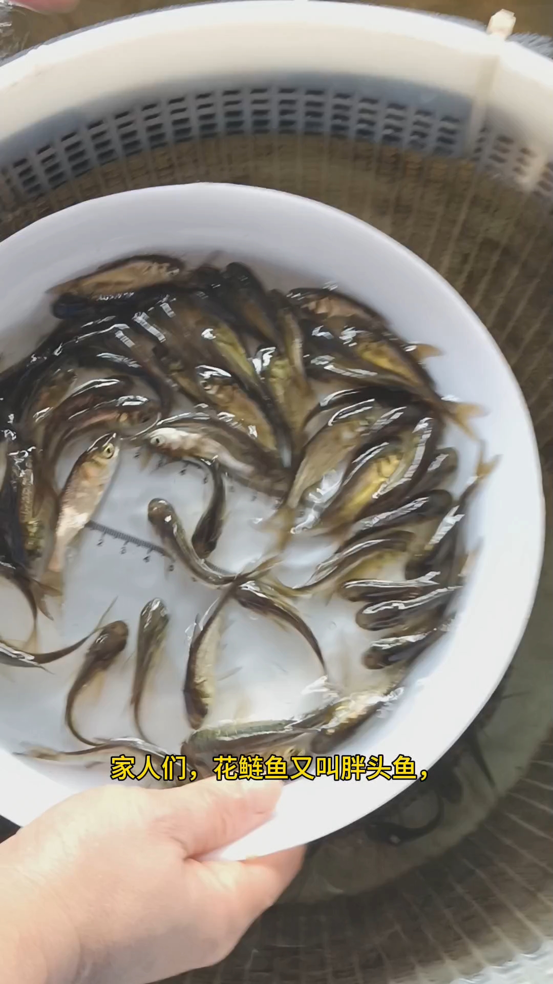花鲢鱼也叫胖头鱼,鱼塘水库混养必备鱼,净化水质小能手