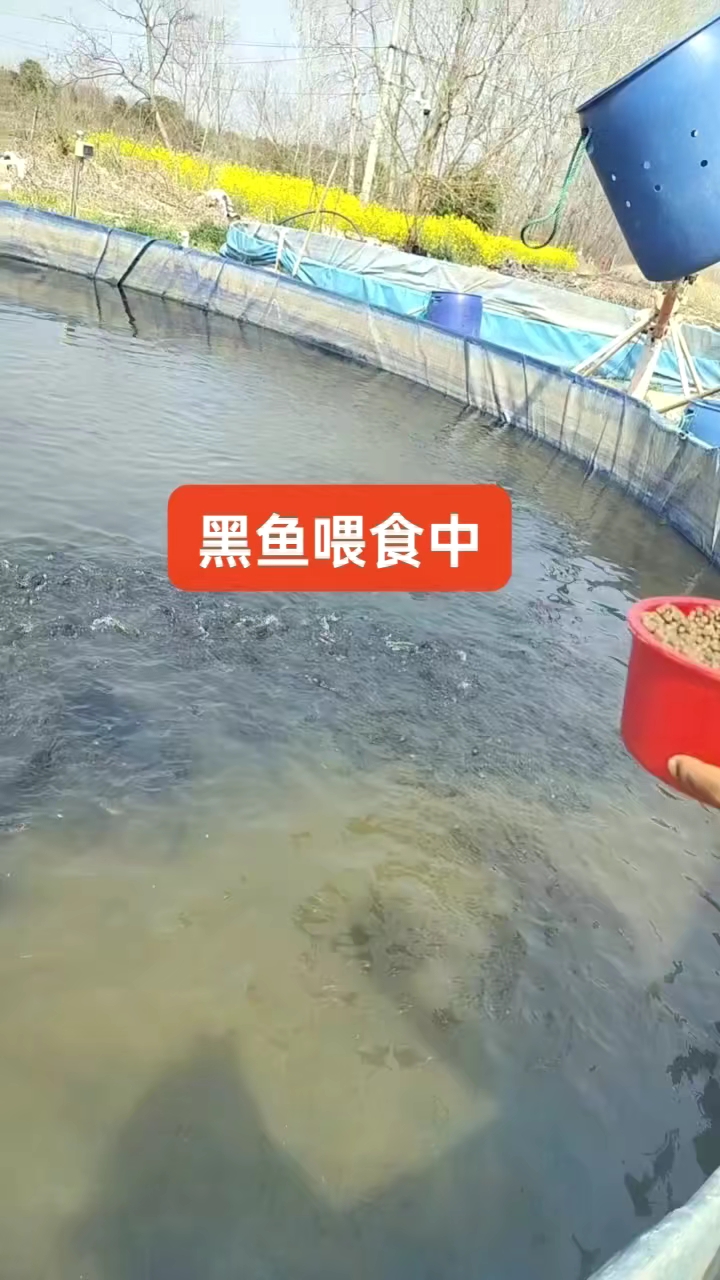 高密度循环桶养黑鱼苗