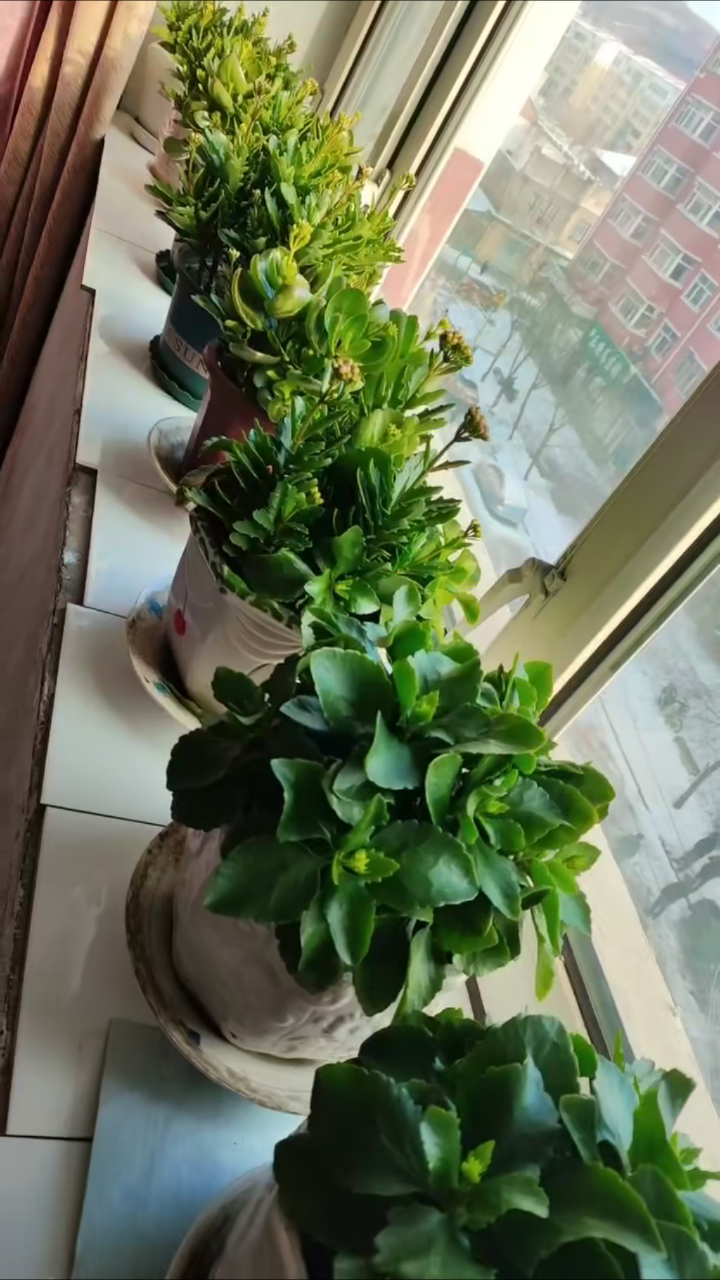 我在黑龙江省鸡西市滴道区出租房里养的一片长寿花!