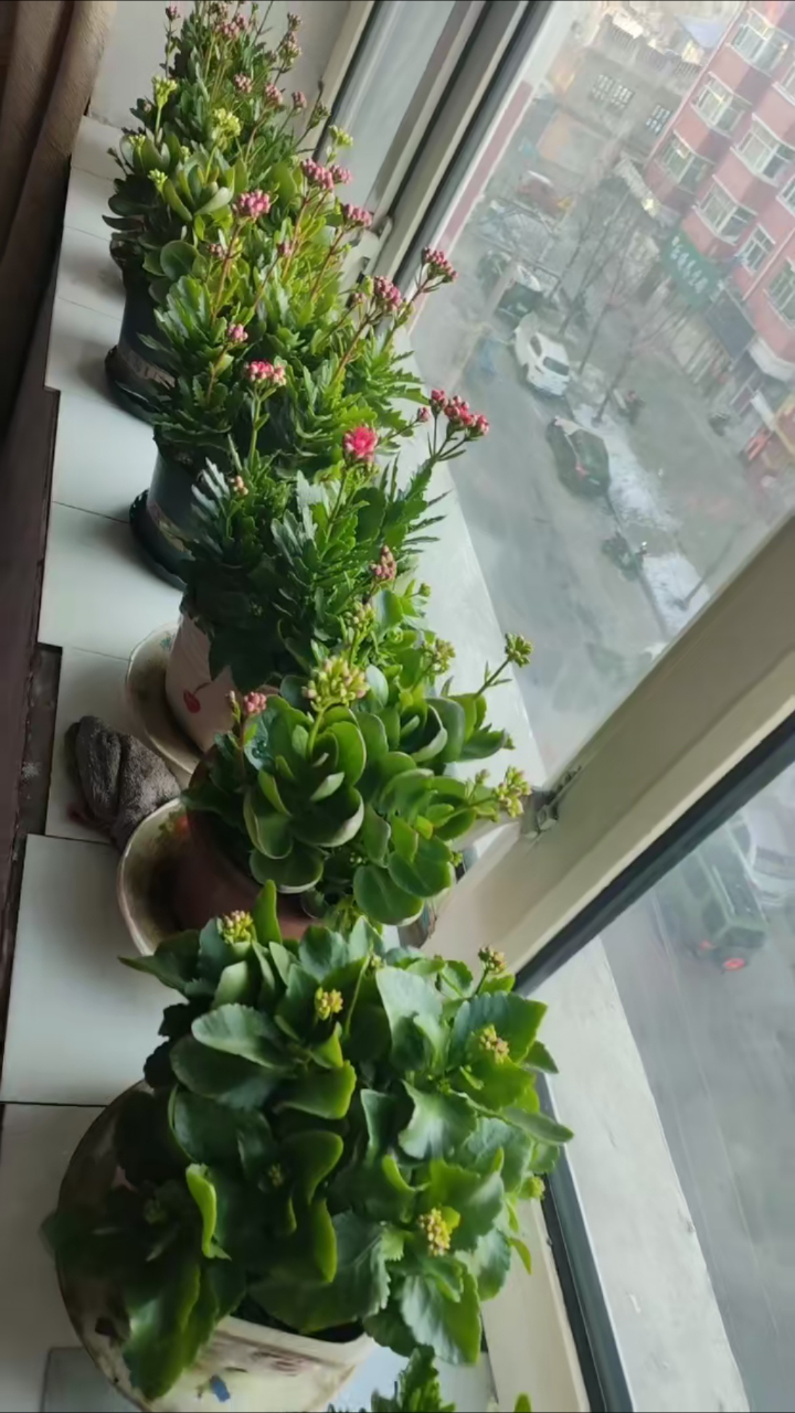 我在黑龙江省鸡西市滴道区出租房里养的一片长寿花!