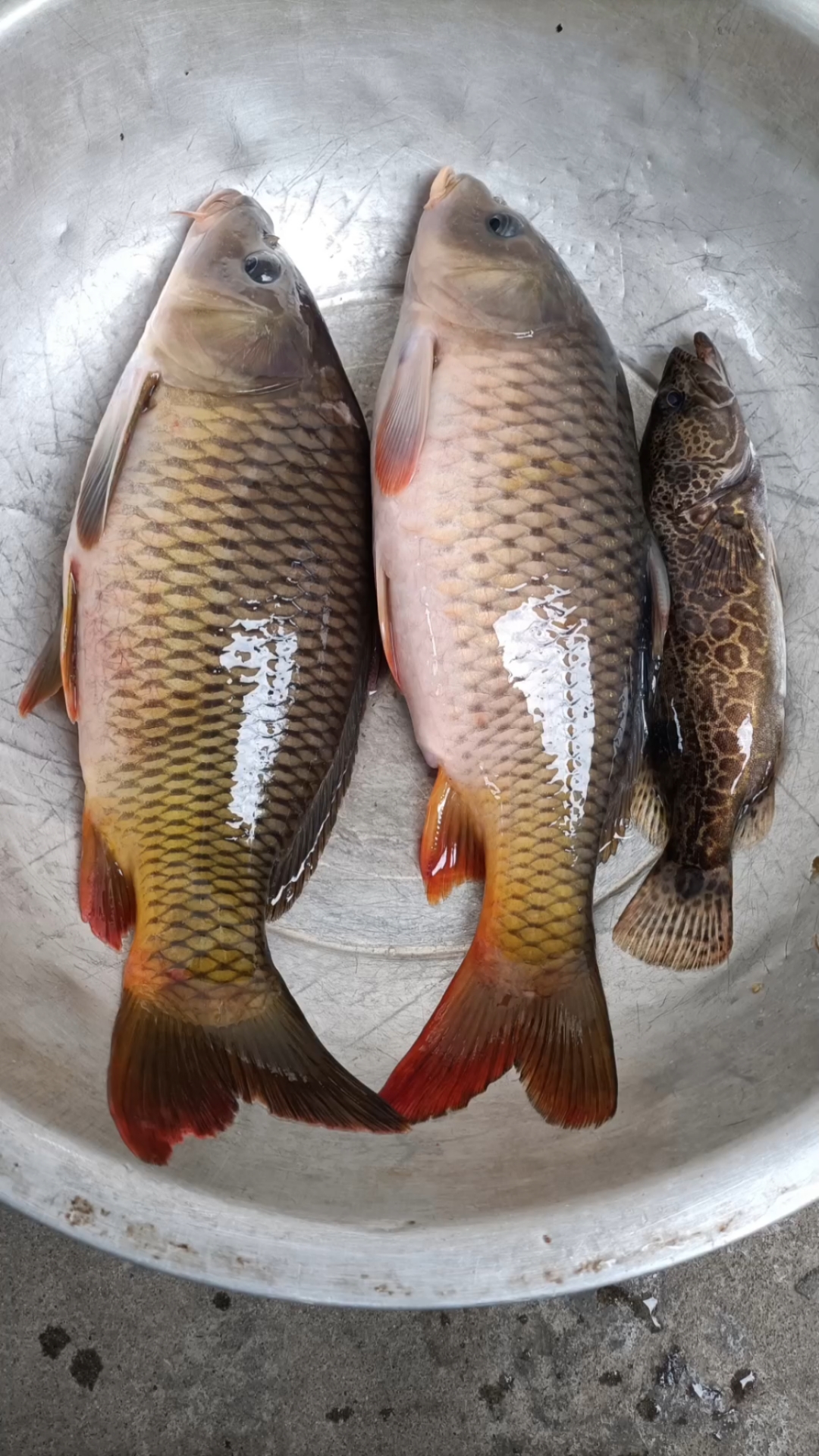桂林漓江鱼,味道怎么样?