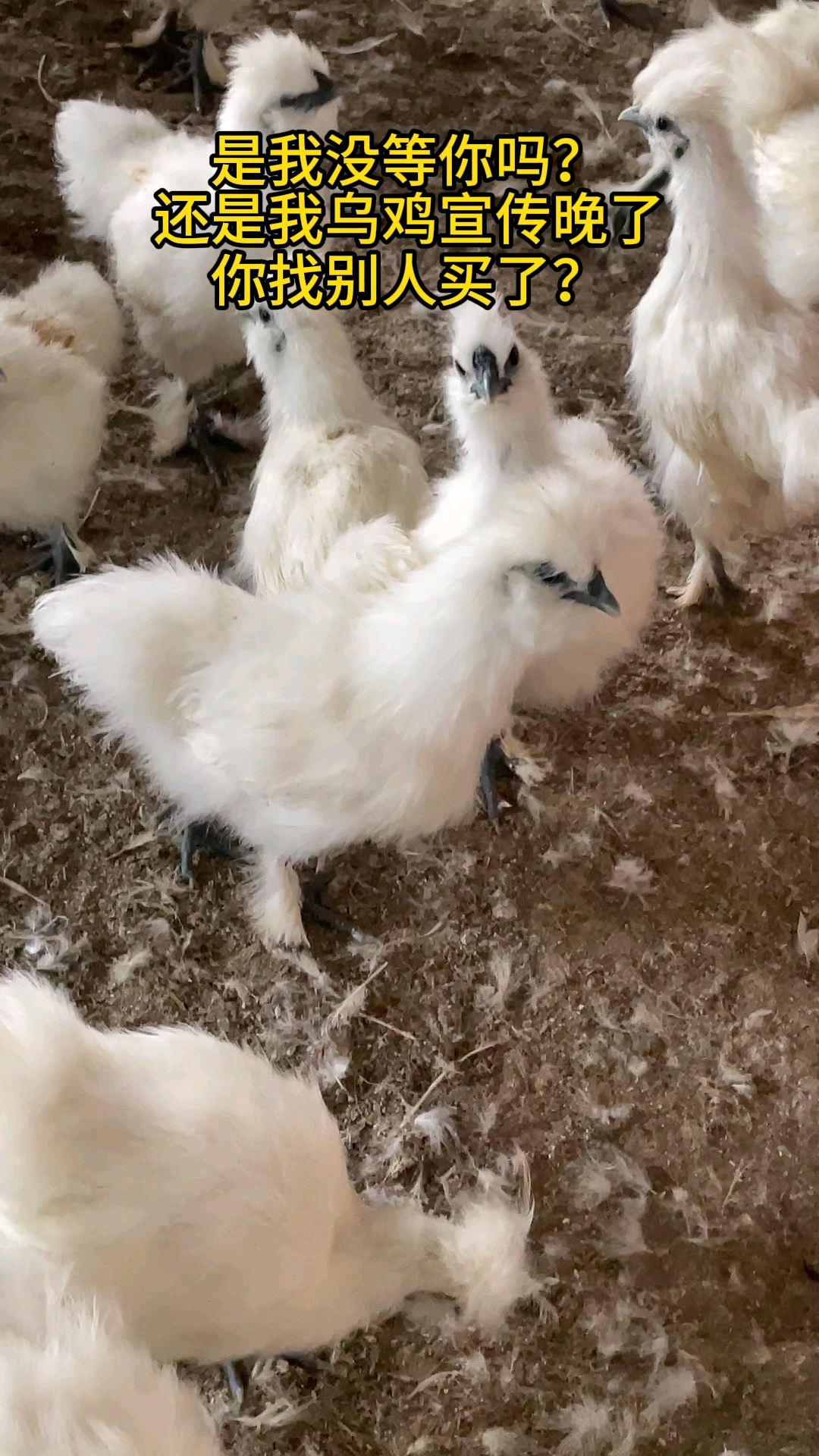 是我没等你吗？还是我乌鸡宣传晚了，你找别人买了？