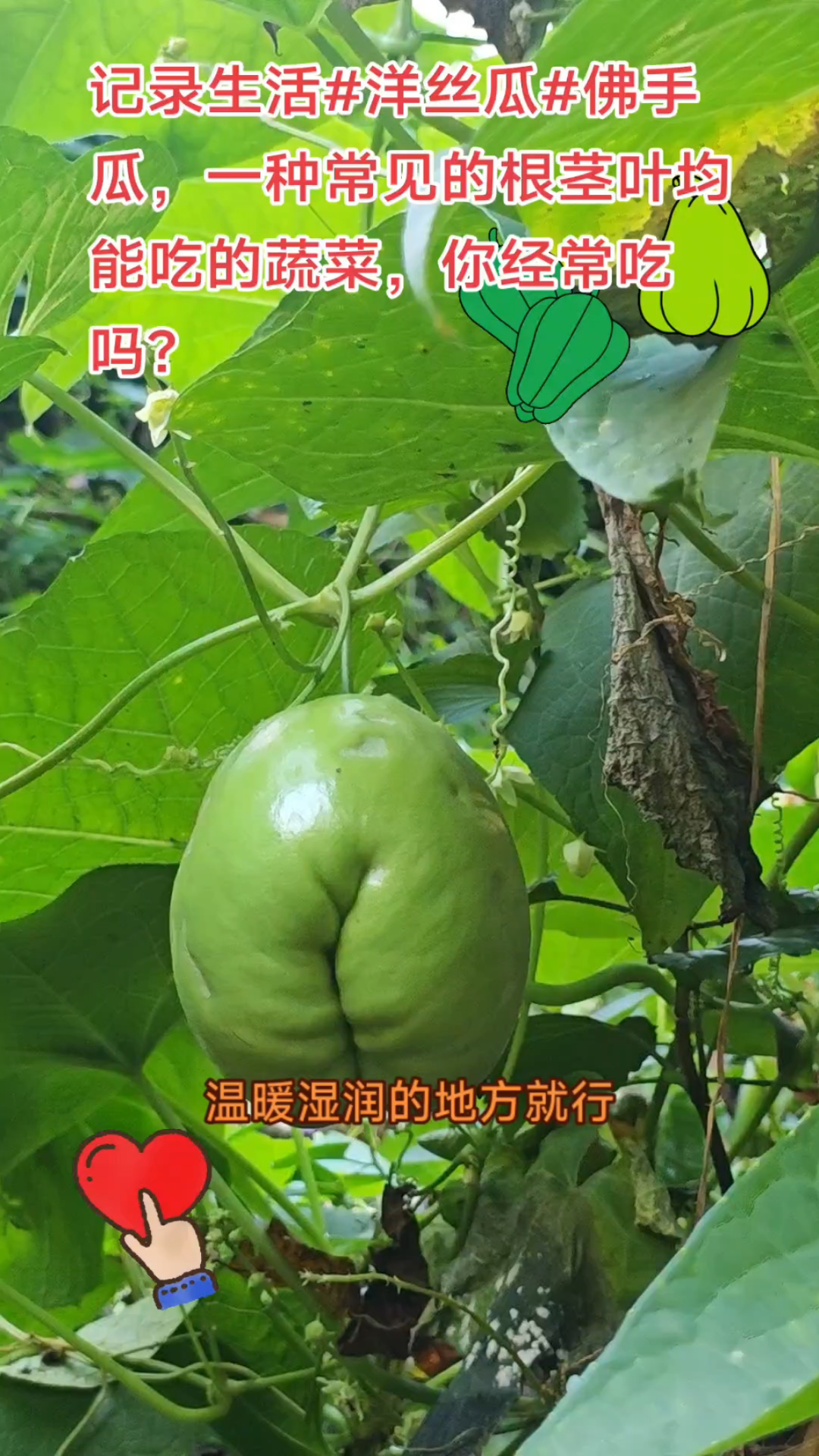 记录生活#洋丝瓜#佛手瓜，一种根茎叶均能吃的蔬菜，你吃过吗?
