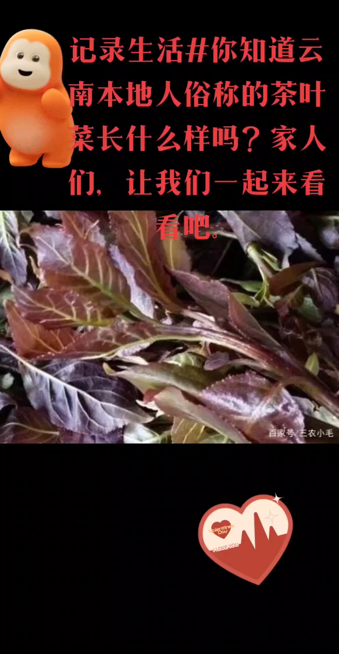 记录生活#植物视界#茶叶菜:一种云南男女老少都爱吃的极品野菜