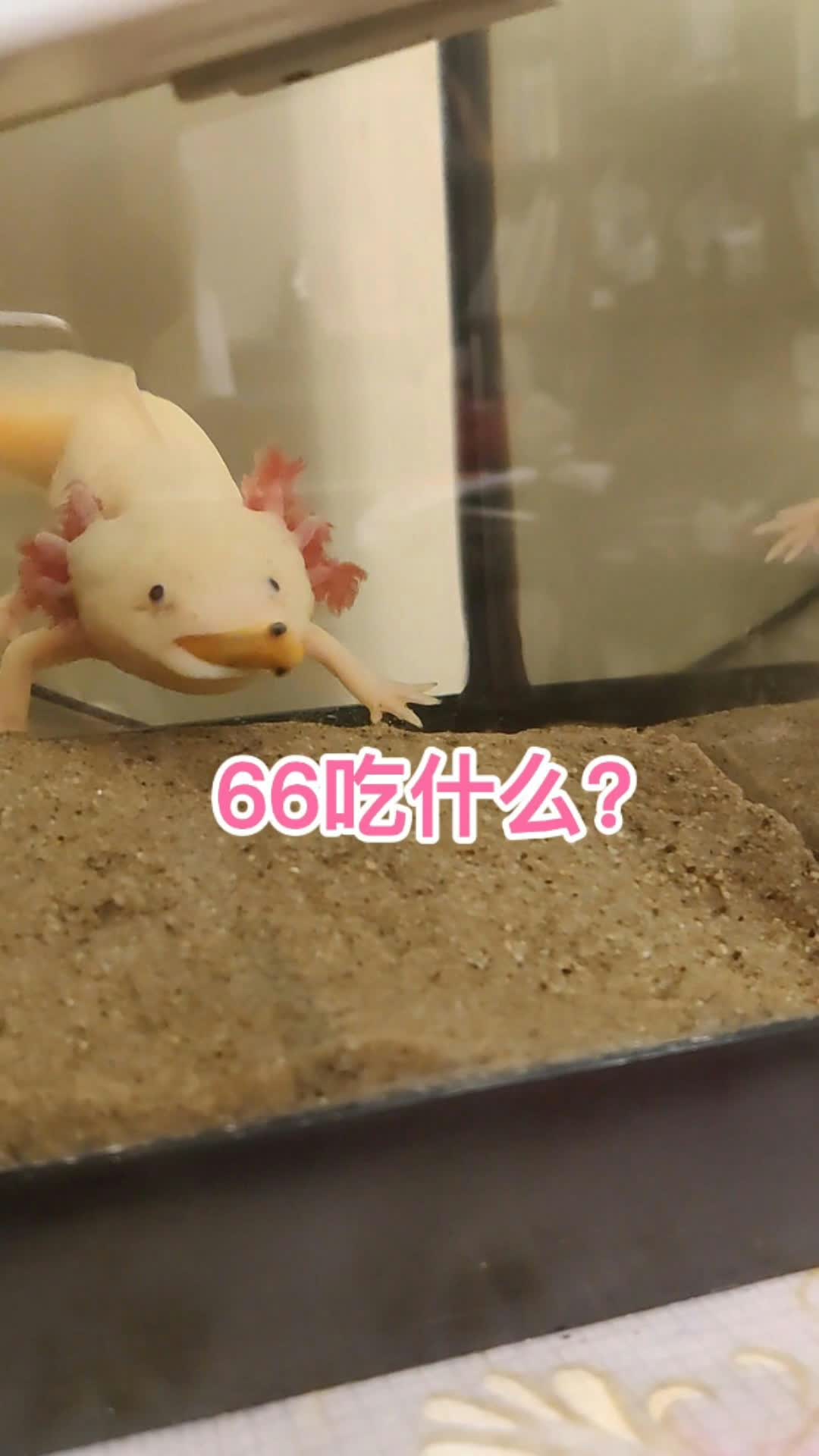 六角恐龙吃什么?