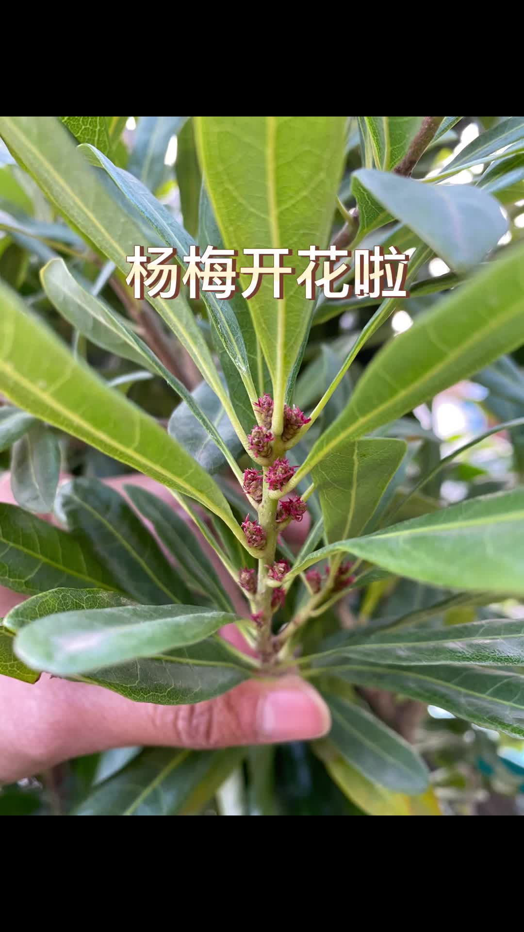 杨梅开花了!快来看看长啥样