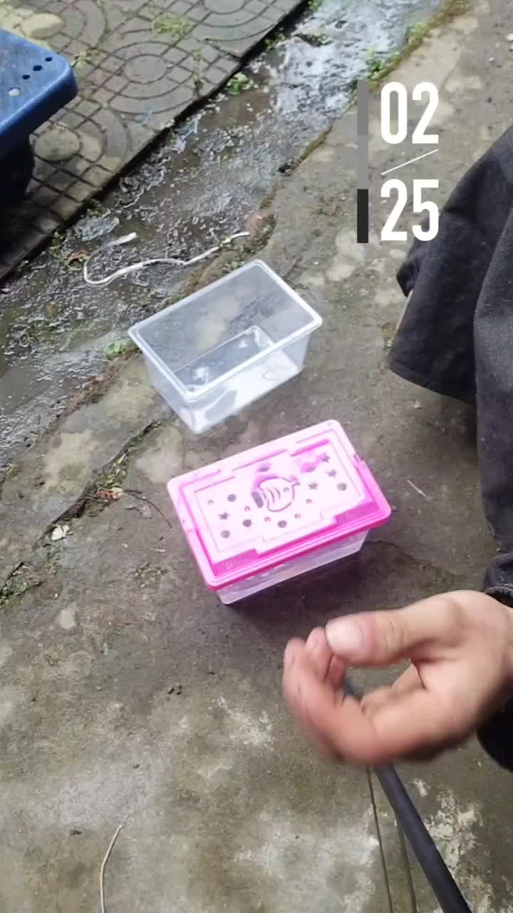 新手第一次给六角恐龙鱼换水