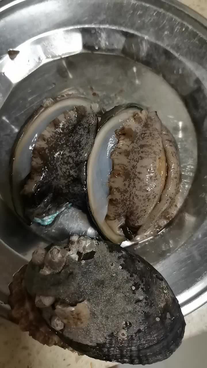 鲍鱼活的放冰箱明天吃会死吗