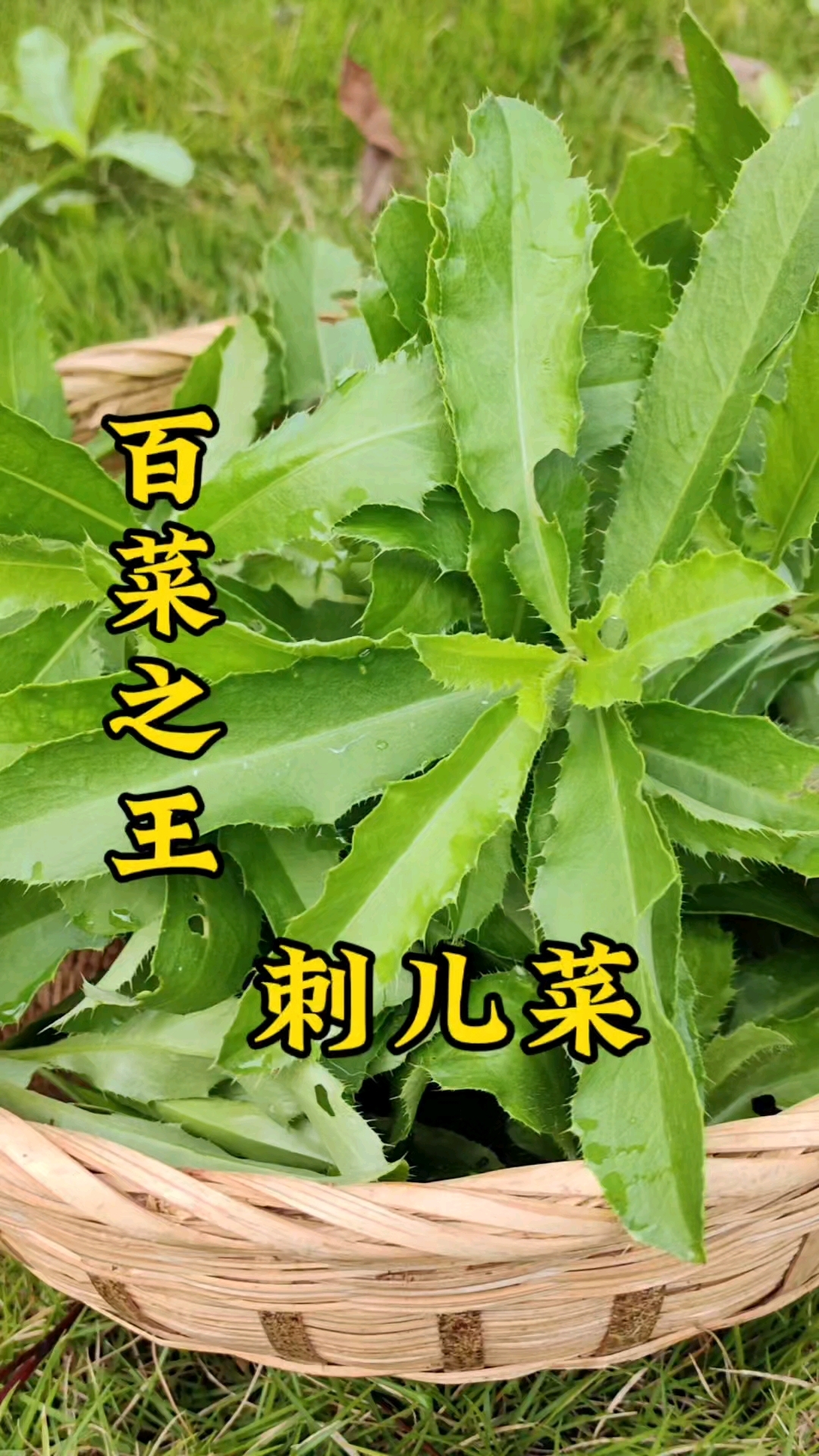 痣疮菜，刺儿菜