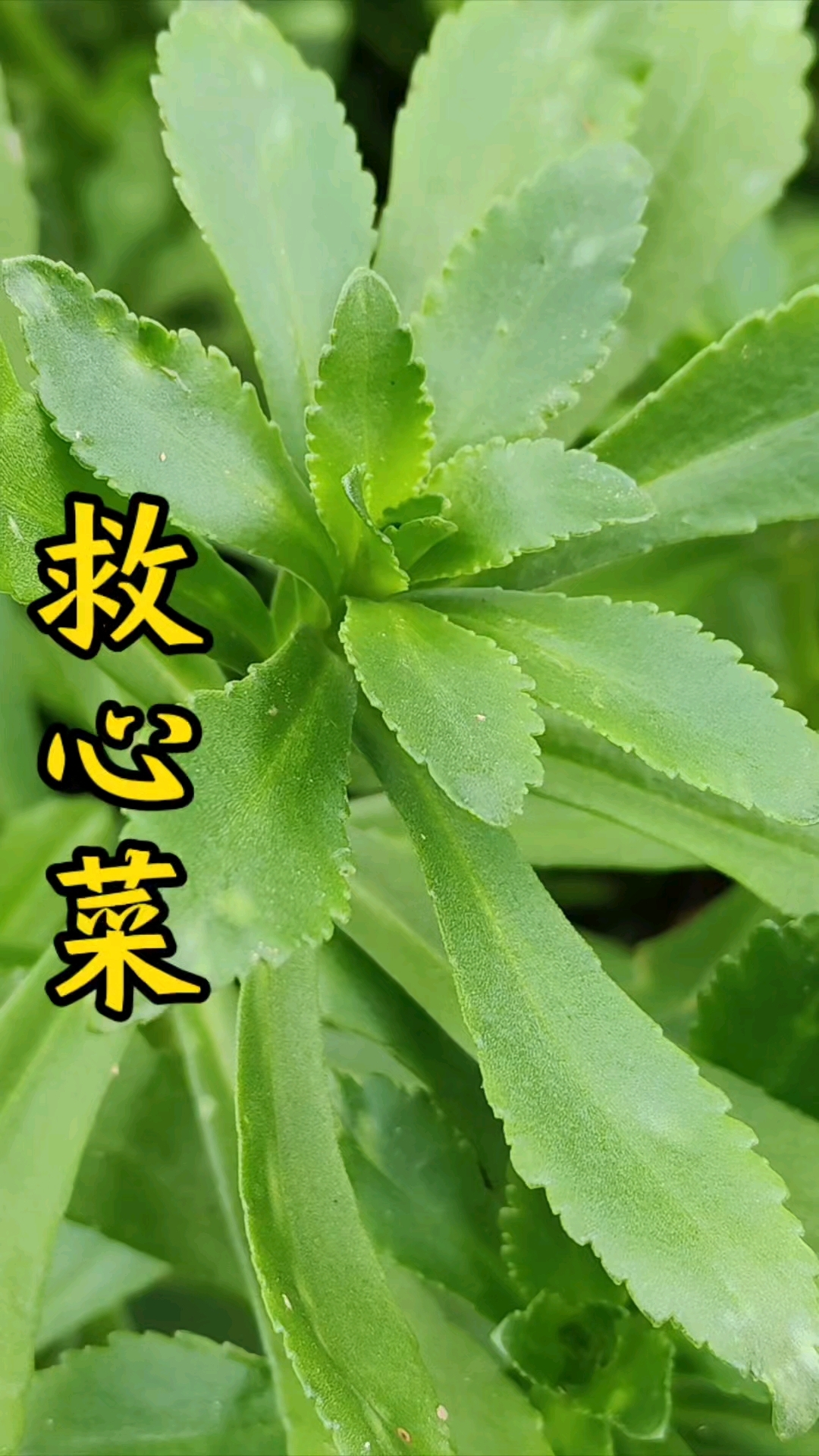 救心菜