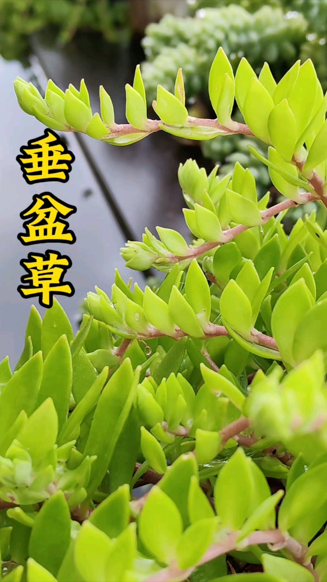 垂盆草