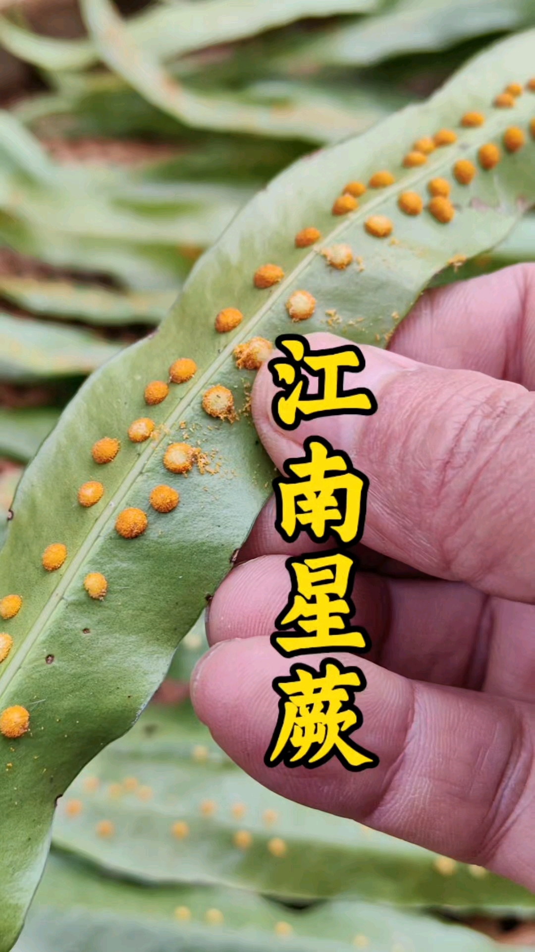 江南星蕨是一宝