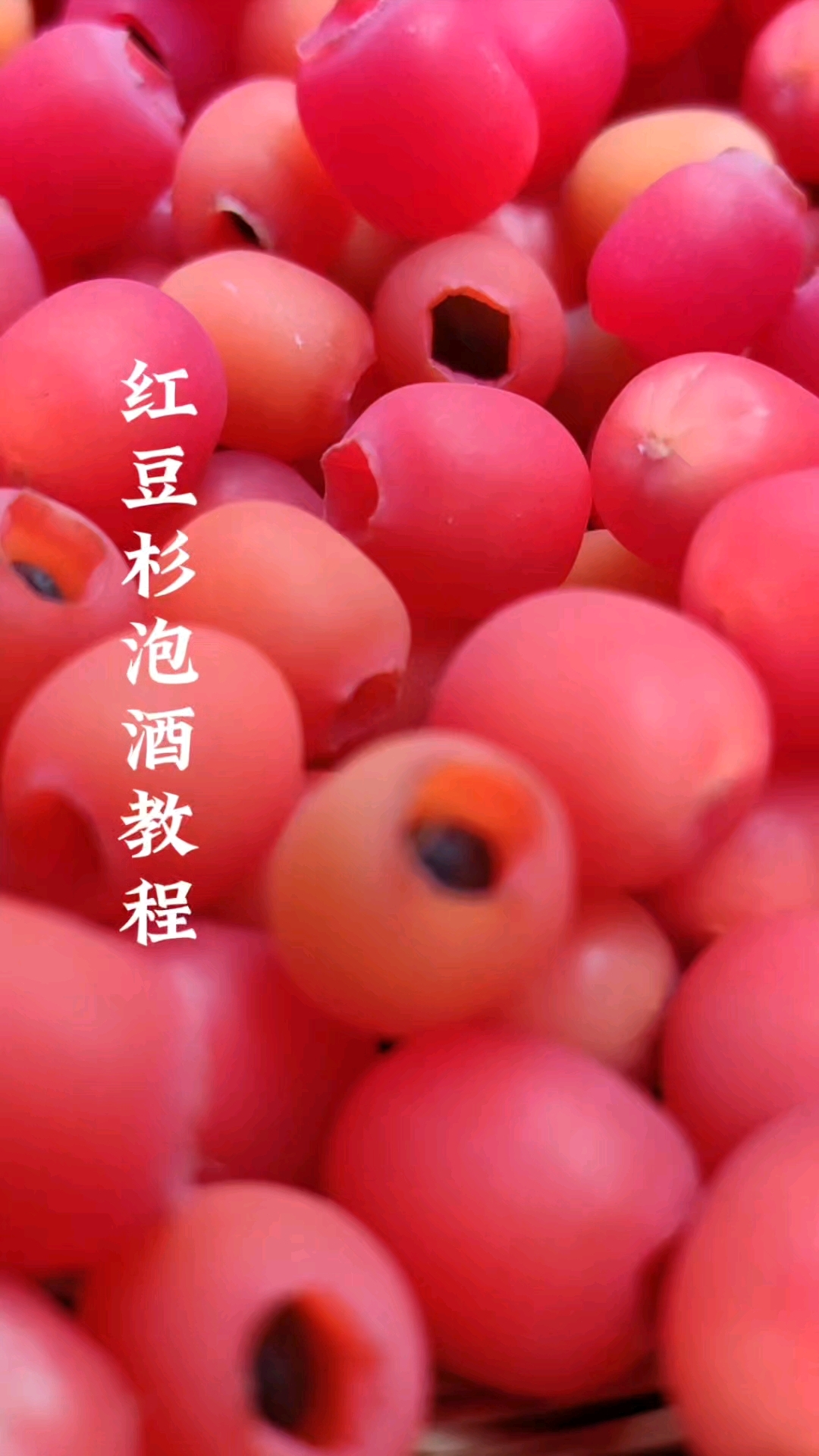 红豆杉果子泡酒的教程来了