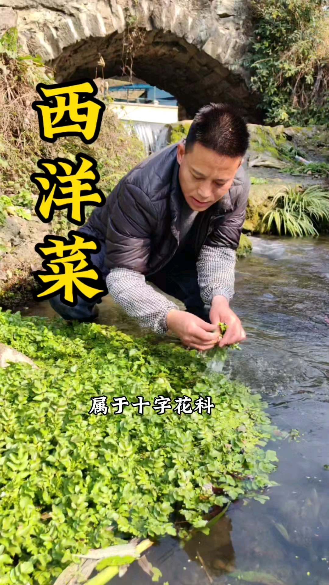 西洋菜即可入药又可做野菜吃