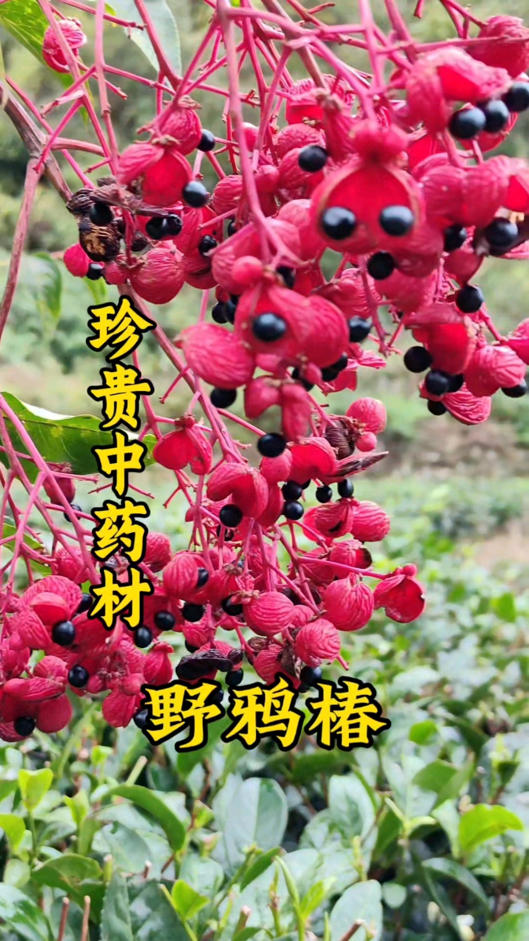 珍贵药材,野鸦椿