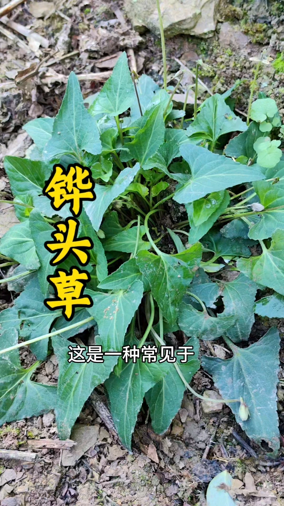 梨头草