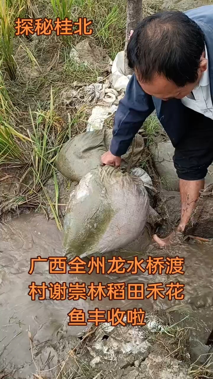 广西全州龙水桥渡村谢崇林稻田禾花鱼丰收啦