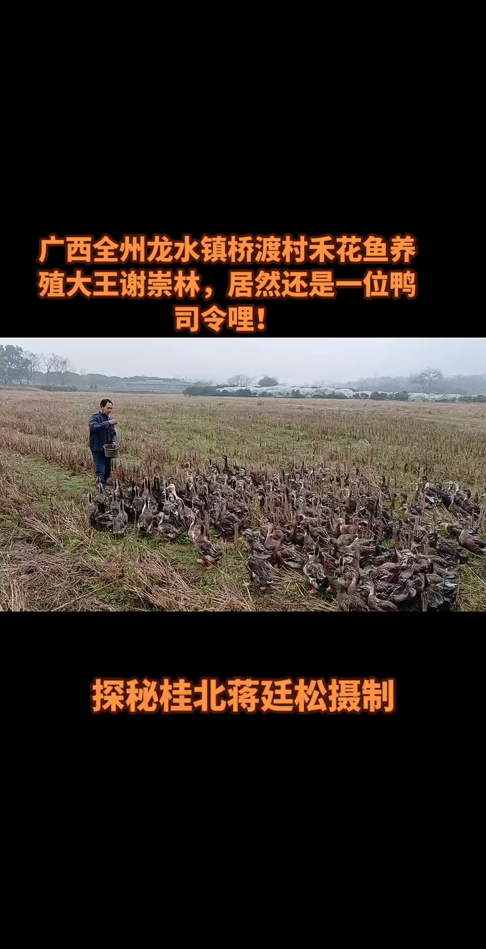 广西全州龙水镇桥渡村禾花鱼养殖大王谢崇林，居然还是一位鸭司令