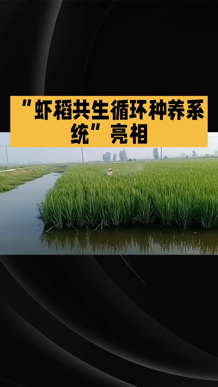 虾稻共生：一田双收的高效模式