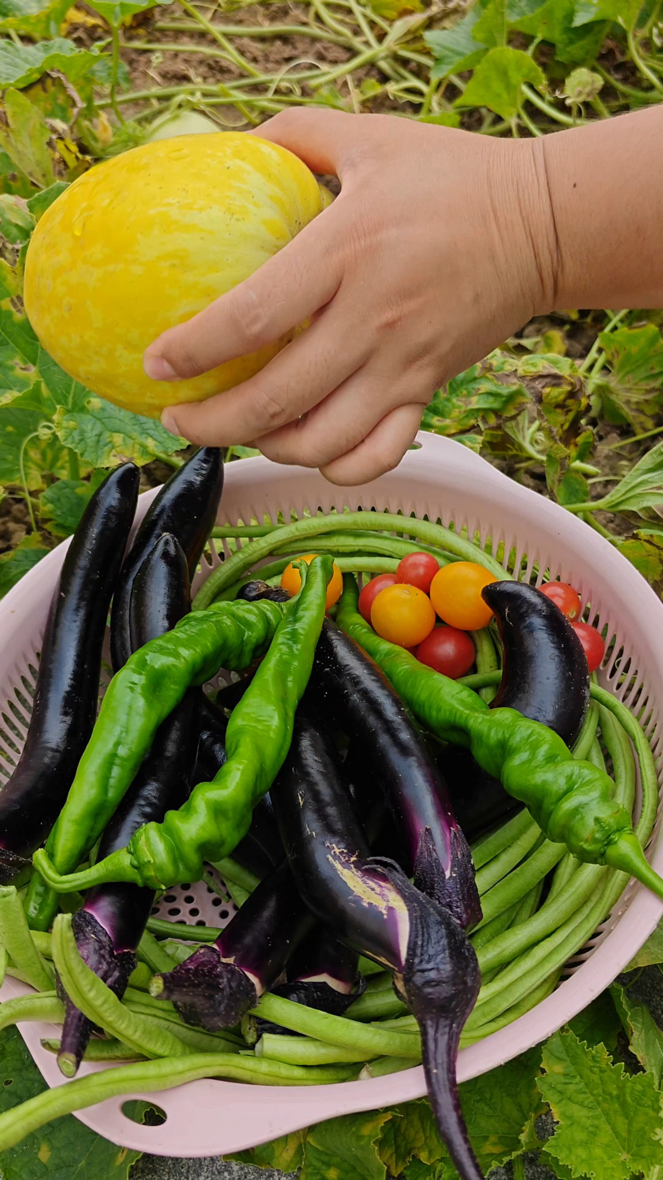 喜欢摘菜的感觉 特治愈#纯天然绿色蔬菜#