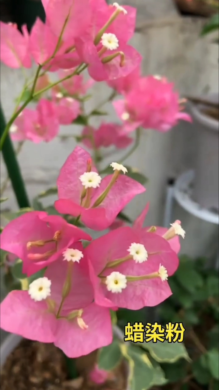 花叶俱美的蜡染粉