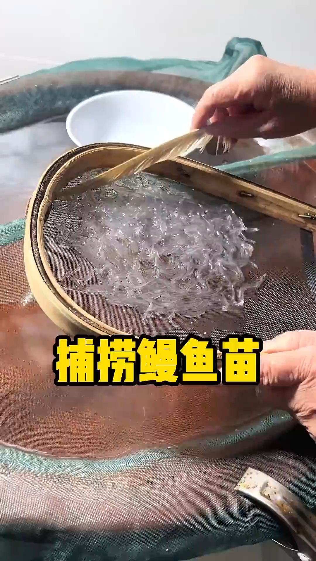 被称为水中软黄金的鳗鱼苗