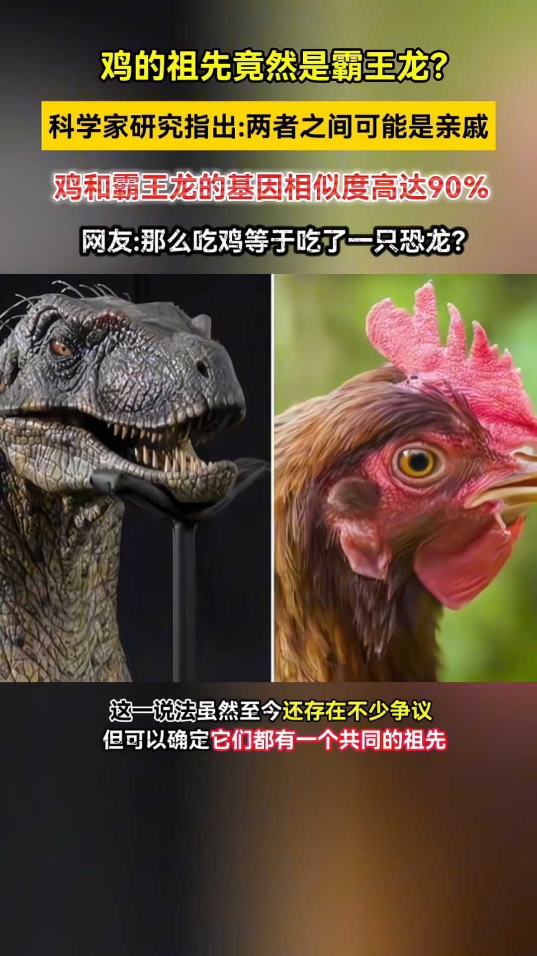 鸡的祖先竟然是霸王龙?研究发现:两者基因相似度高达90%