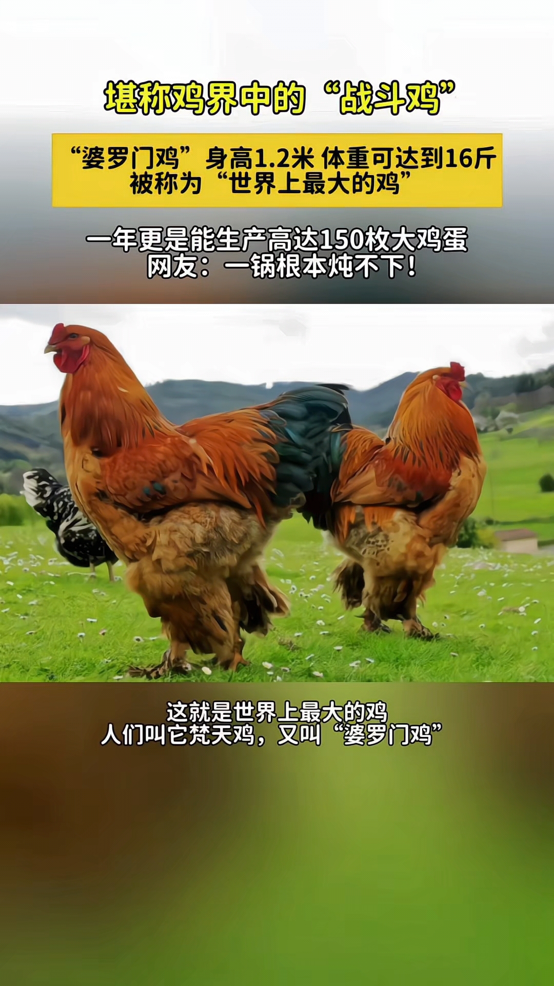 堪称鸡界中的战斗鸡,婆罗门鸡身高1米2体重16斤!