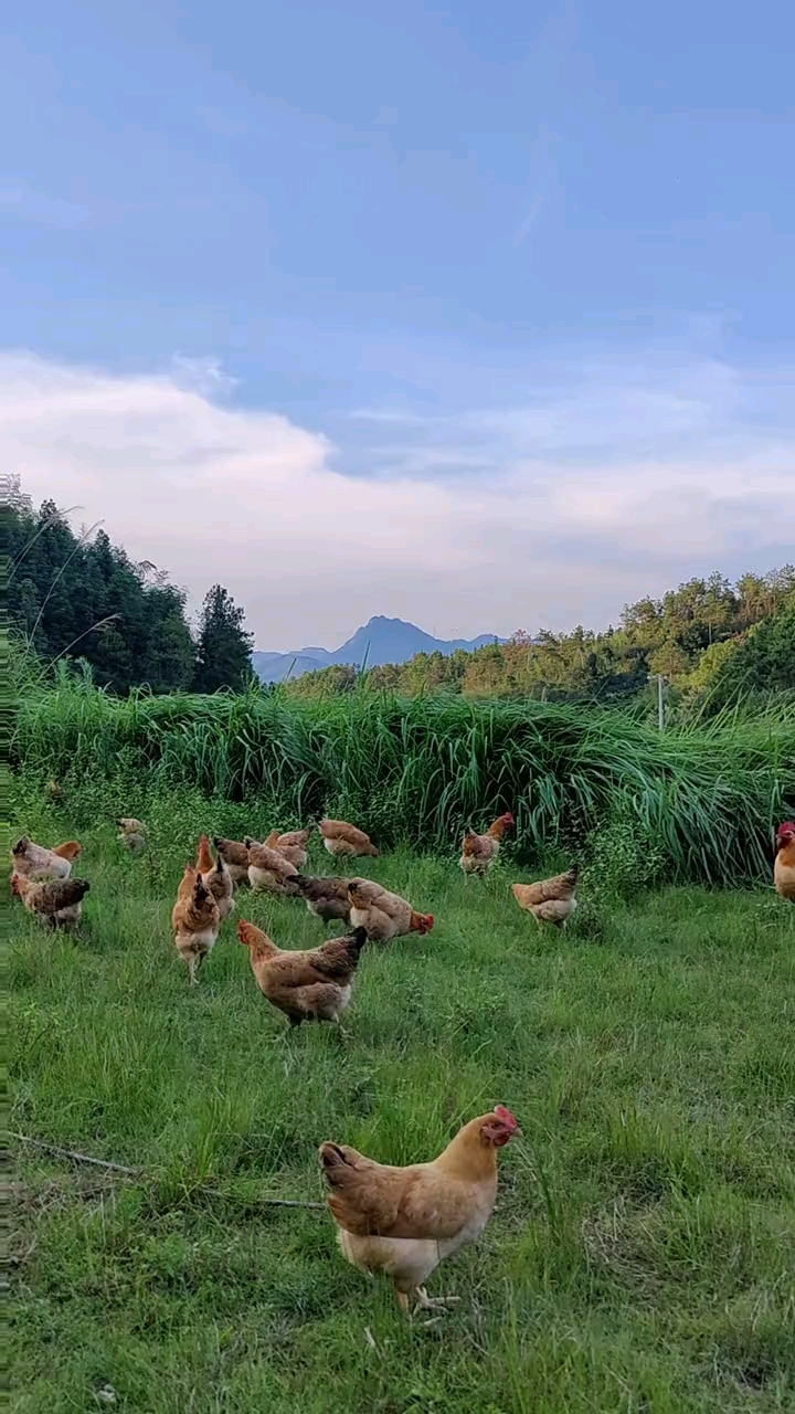 土鸡养殖,致富好项目