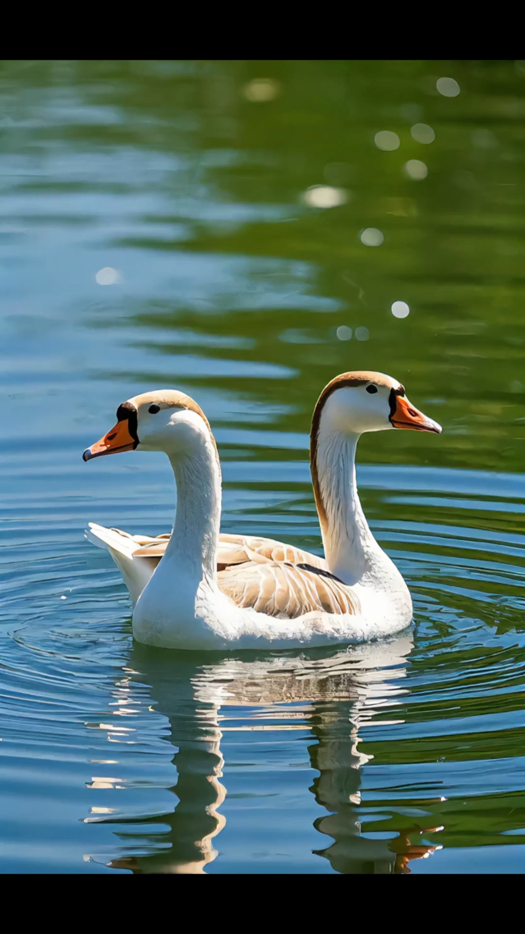 双头鹅在水里游动