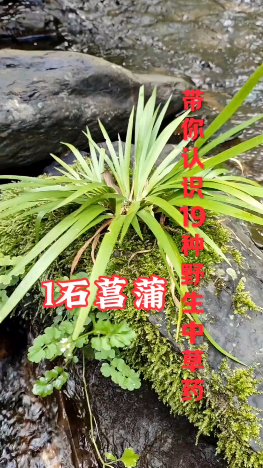 带你认识19种中草药、石菖蒲、木贼、石韦、称星树、夏枯草等