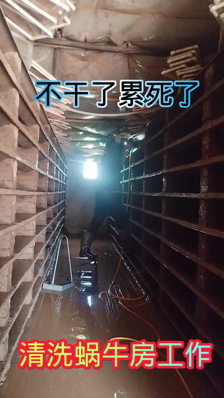 蜗牛养殖场:出完牛清洗工作太累了,手都酸了,洗了2天,不干了