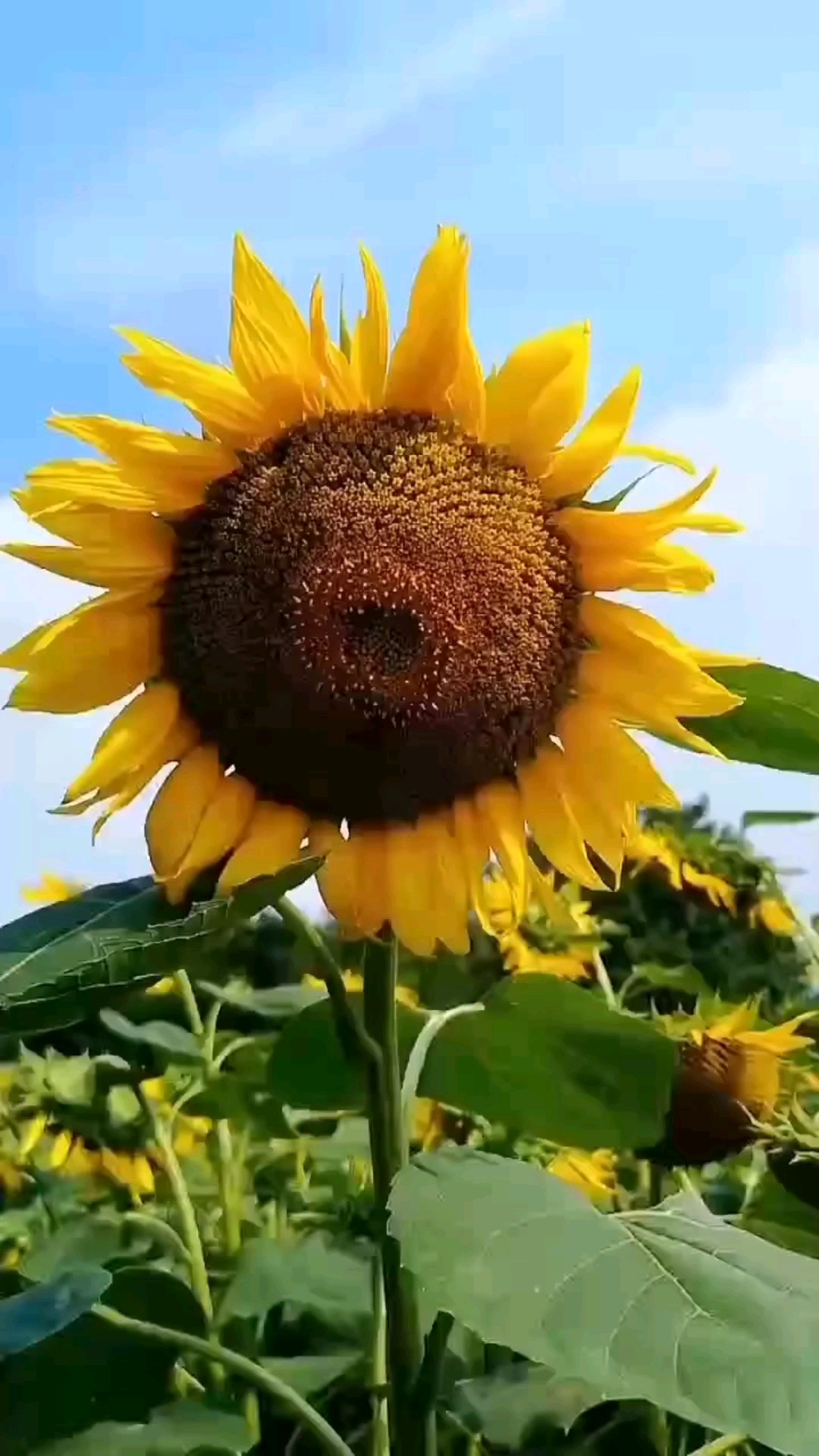 要做向日葵式的基督徒