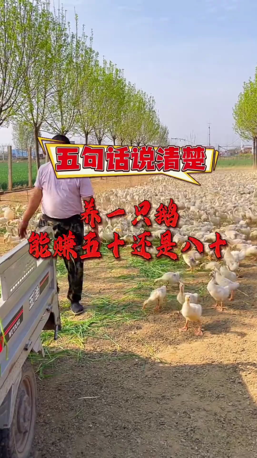 养鹅赚钱吗....