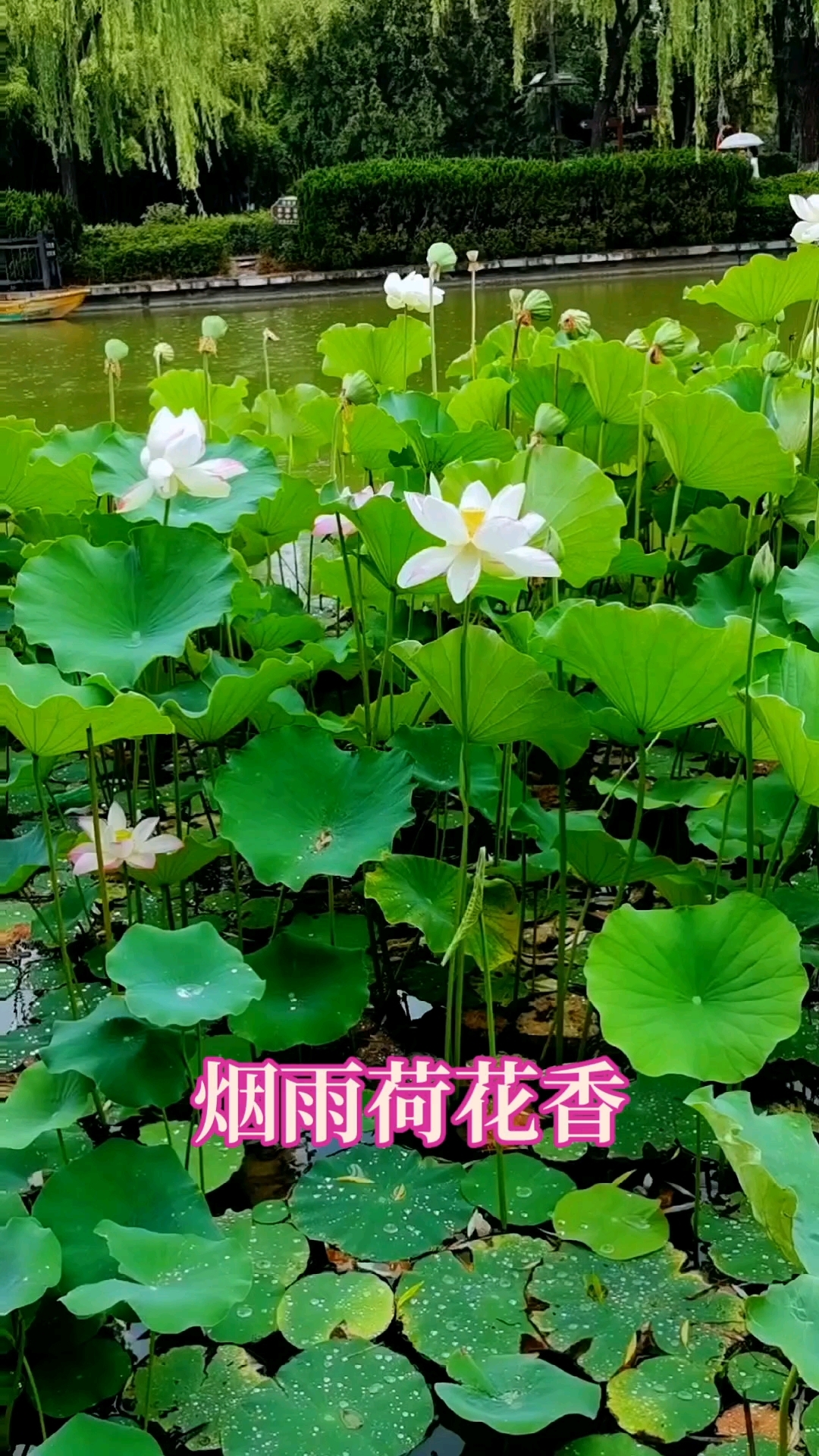 荷花#荷塘月色#赏荷#烟雨江南#手机随拍分享