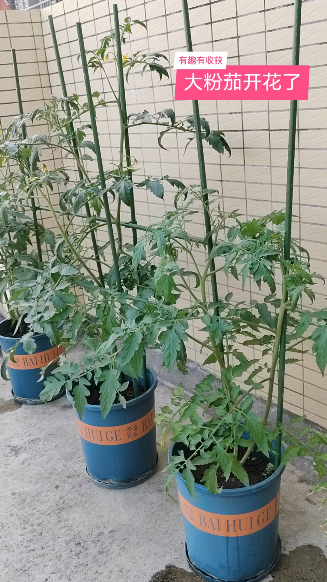 自己种的绿色纯天然蔬菜
