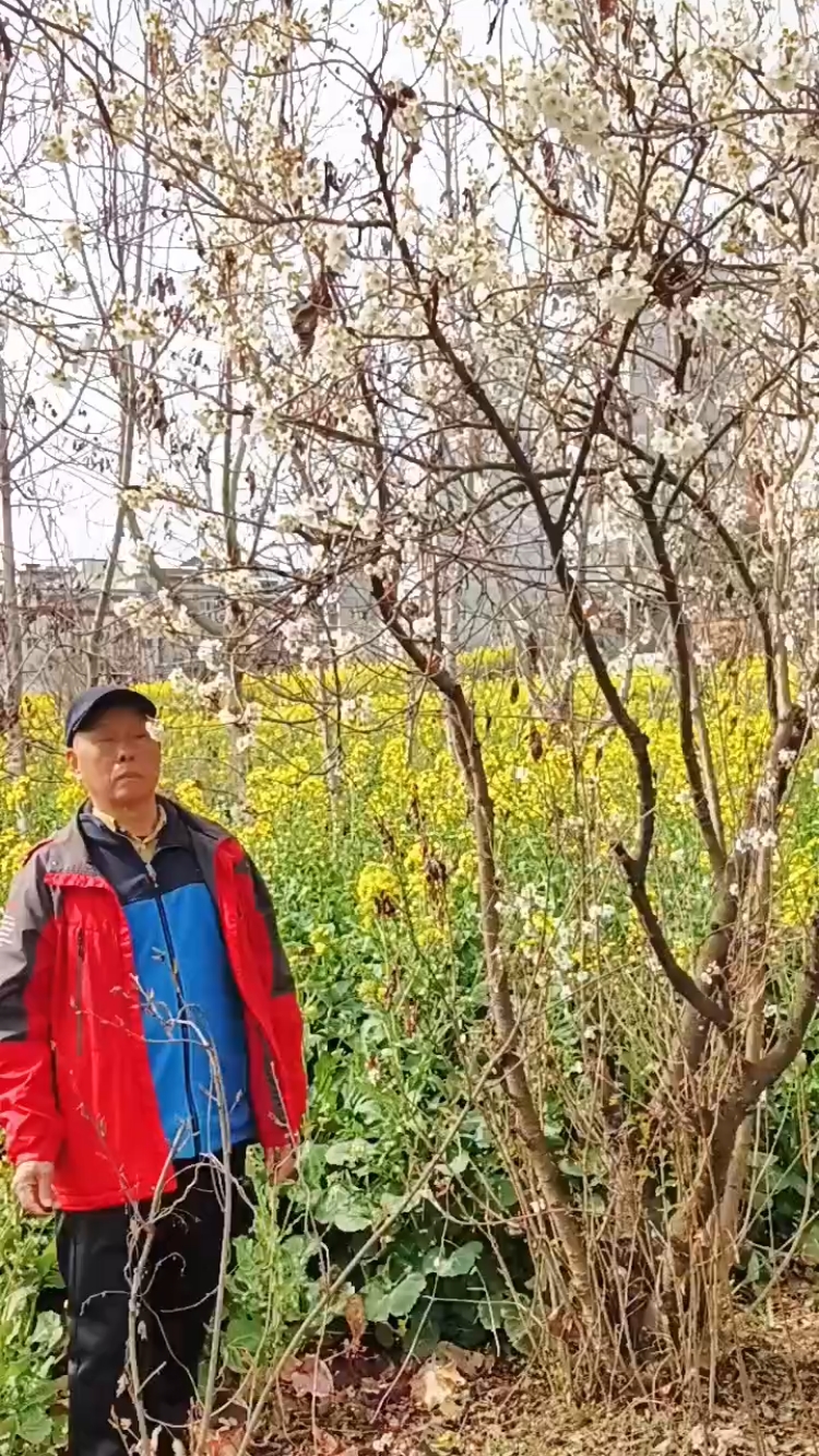 安康油菜花开