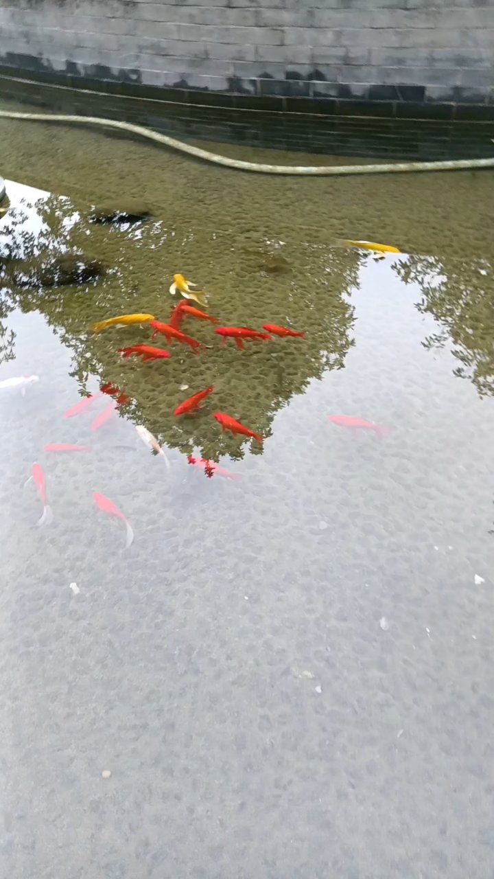 金鱼水中游，鳞片闪耀派头足