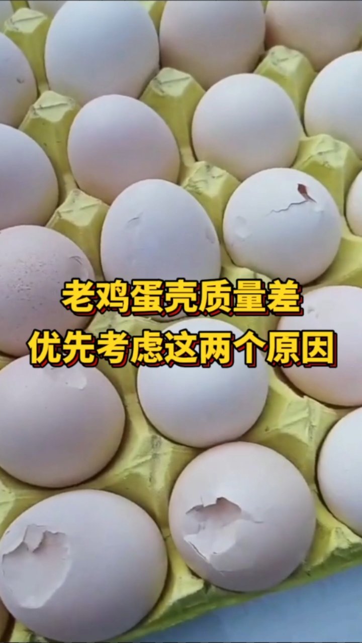 老鸡蛋壳差?别再瞎花钱