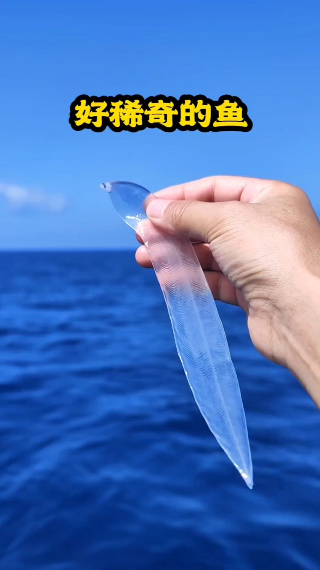 海是蓝色的,鱼是透明的